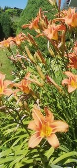 Lilie žluté nebo oranžové