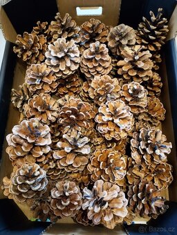 Šišky na tvoření a na dekorace - 1