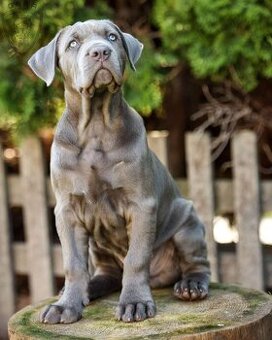 🐶🐶🐶🐶🐶🐶🐶