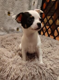 Čivava štěňátko s PP