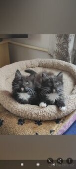 Mainská mývalí bez p.p.