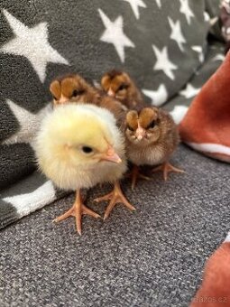 Prodám kuřátka
