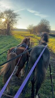 Prodám dva hřebci - 1