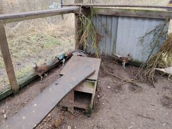 Vyměním Zlatožluté bažanty