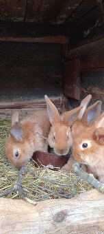 větvičky na ohryz pro králíky a jiné hlodavce