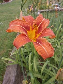 Trvalky - přebytky ze zahrady