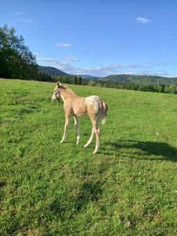 Appaloosa/Quarter horse
