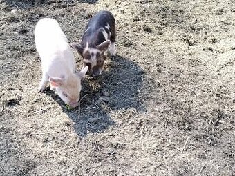 Kune Kune