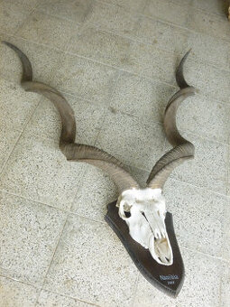 Kudu - 1