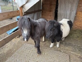 Minihorse