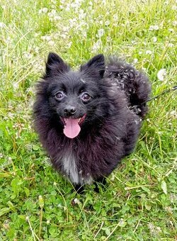 Pomeranian/ malý německý špic, fenečka.