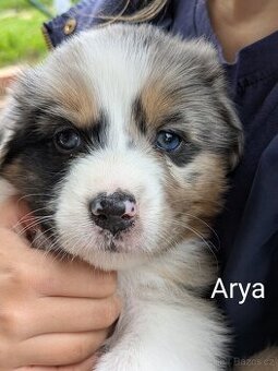 Australsky ovcak s PP