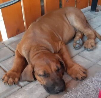 Rhodéský ridgeback