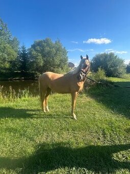 Pony do sportu
