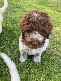 Lagotto romagnolo s PP