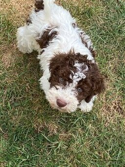 Lagotto romagnolo s PP