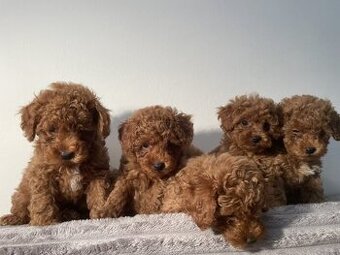 Maltipoo
