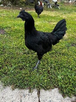 Ayam cemani kohout