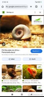 Šneci do akvária