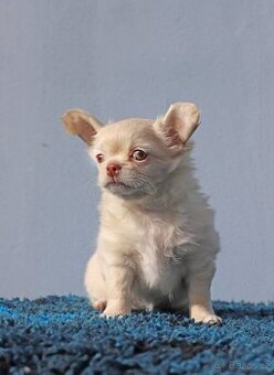 Čivava dlouhosrstá krémová fenka