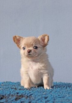 Čivava dlouhosrstá krémová fenka