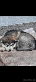 Aljassky malamut- čistokrevna štěňata