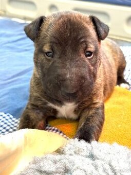 Miniaturní bulteriér Minibulík s PP