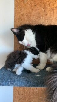 mainská mývalí kočka s PP - dva kocourci již brzo k odběru