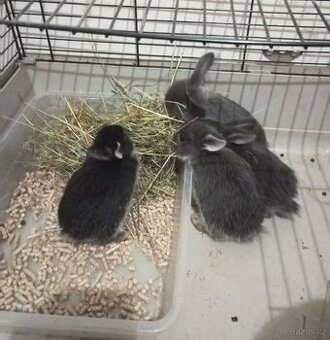 Zakrslý beránek králíček