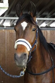 Šestiletá charakterní velká klisna