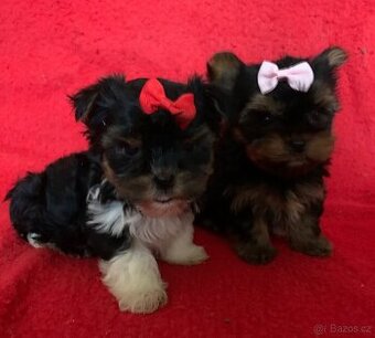 Jorkšírský teriér Biewer