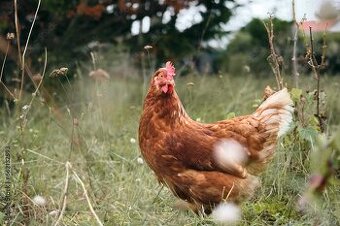 Kuřice Isa Brown a leghorn