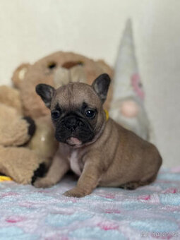 Francouzský buldoček s PP