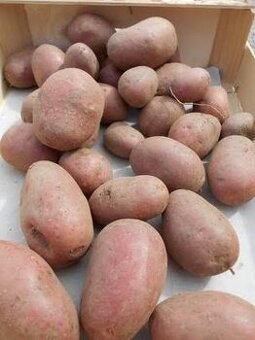 Brambory na uskladnění