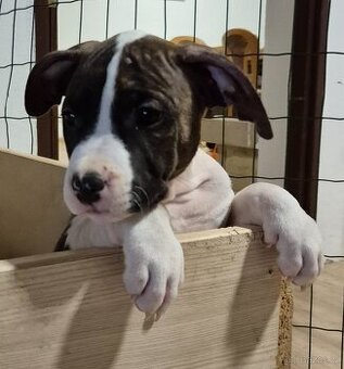 Americký stafordšírský teriér s PP