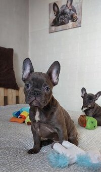 Francouzský buldoček – rozkošná štěňátka (fenka a pejsek) - 1