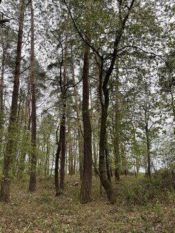 Prodám lesní pozemek v k.ú. Hradiště u Domažlic