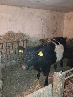 Prodám jalovici Galloway