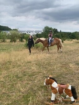 Nabídka ustájení 24/7 Praha