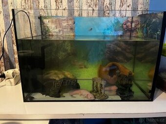 Akvárium s Axolotlem