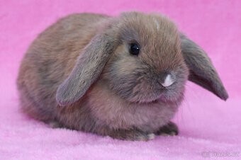 Zakrslý beránek samička .