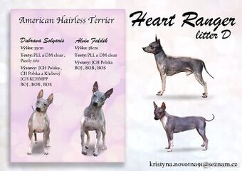 Americký bezsrstý teriér FCI