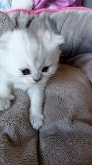 Britská whiskas a stříbřitá koťátka s PP