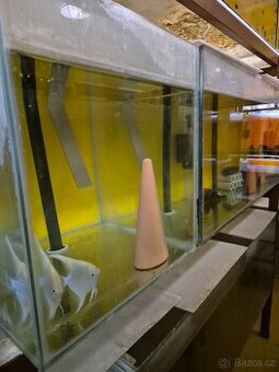 Prodej akvarijních ryb