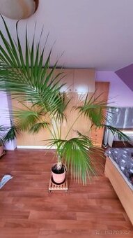 Howea forsteriana 2,3 m