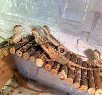 Agama vousata-mláďata