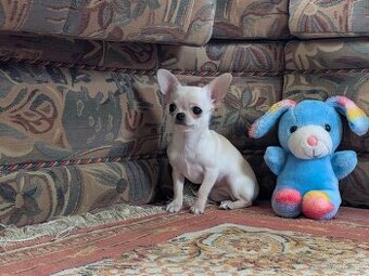 Čivava krátkosrstá menšího vzrůstu