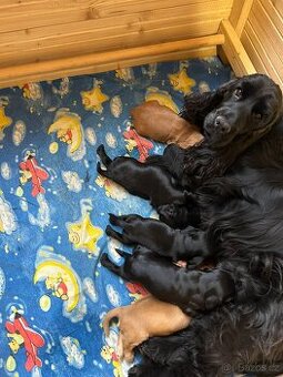 Anglický kokršpaněl s PP