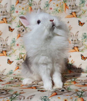 Zakrslý krátkouchý králíček WO lvíček , modrooká samička .