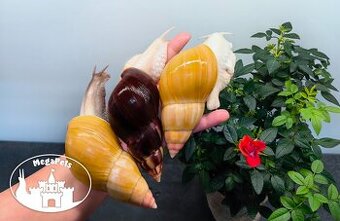 Africký šnek / megapets.eu / Lissachatina fulica albino body